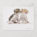 Search for kiss photography Animal