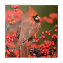 Search for cardinal tiles Cardinalis cardinalis