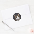 Search for cat green eyes stickers Tabby