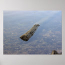 Search for float posters Nature