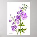 Search for delphinium art Botanical