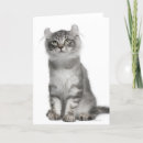 Search for curled cards Cat