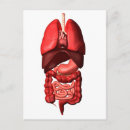 Search for digestion postcards Internal organs