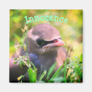 Search for innocent magnets Cute