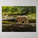 Search for spirit bear posters Forest