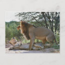 Search for mate horizontal postcards Wildlife