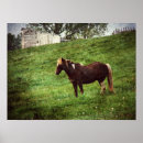 Search for pinto posters Horse