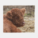 Search for cow blankets Calf