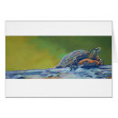 Search for red turtle Striped