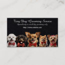 Search for tiny dog Tiny dogs