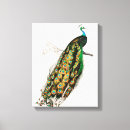 Search for tail feathers art Peafowl