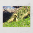 Search for gosling postcards Goose