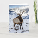 Search for elk in snow postcards Danita delimont