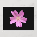 Search for mallow postcards Malva