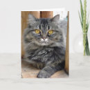 Search for shelters cards Kittens