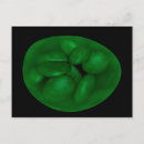 Search for chloroplast Medical