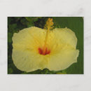 Search for kauai postcards Flower