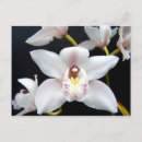 Search for orchid postcards Photograph