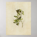 Search for flycatcher Illustration