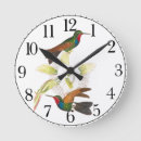Search for hummingbird clocks Wildlife