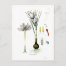 Search for crocus postcards Botanical