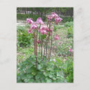 Search for columbine postcards Colourful