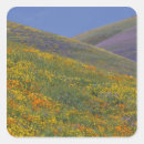Search for lupine flower stickers Meadow