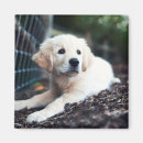 Search for puppy magnets Young animal