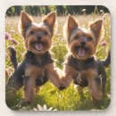 Search for yorkshire coasters Terriers