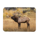 Search for bugle magnets Wapiti
