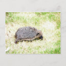 Search for hog postcards Nature