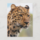 Search for savannah postcards Nature