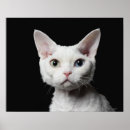 Search for odd photography Feline