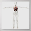 Search for respiratory system posters Organ