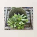 Search for succulent puzzles Nature