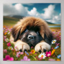 Search for newfoundland puppy posters Newfie