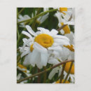 Search for smiling faces postcards Smile