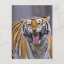 Search for tiger roaring postcards Outdoors