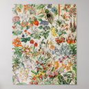 Search for vintage botany posters Biology