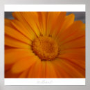 Search for brilliant posters Flower