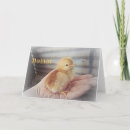 Search for farmyard cards Rooster