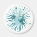 Search for urchin magnets Blue