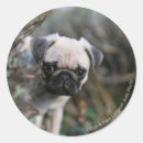 Search for headshot stickers Puppy