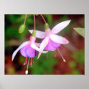 Search for fuschia posters Nature