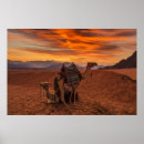 Search for steppe posters Nature
