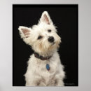 Search for westie posters Dog
