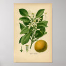 Search for orange tree posters Plant