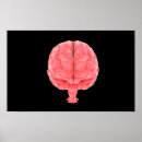 Search for human brain Nervous system