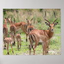 Search for botswana art Okavango