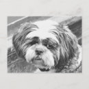 Search for shih tzu lover postcards Animals